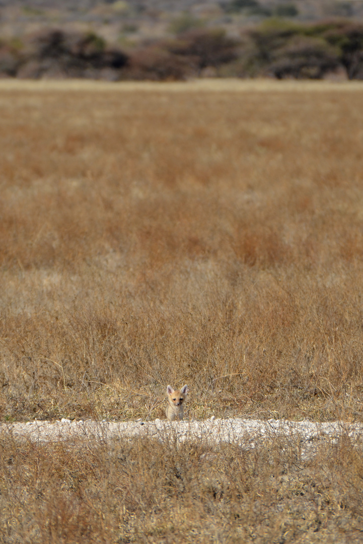 Kapfuchs-Welpe (Vulpes chama)