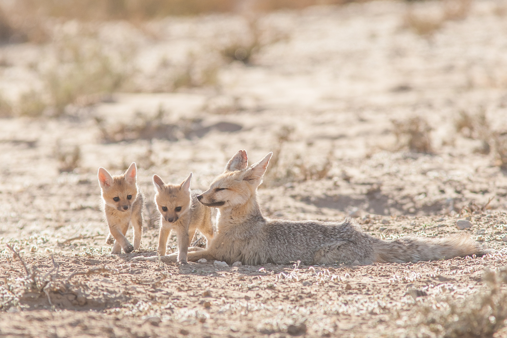 Kapfuchsfamilie im Gegenlicht, KTP (Südafrika)