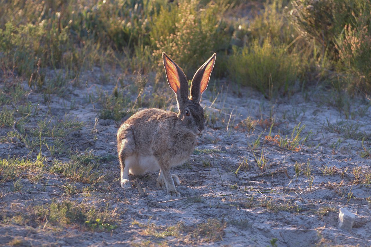 Kaphase (Lepus capensis) ... 