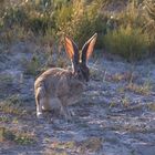 Kaphase (Lepus capensis) ... 