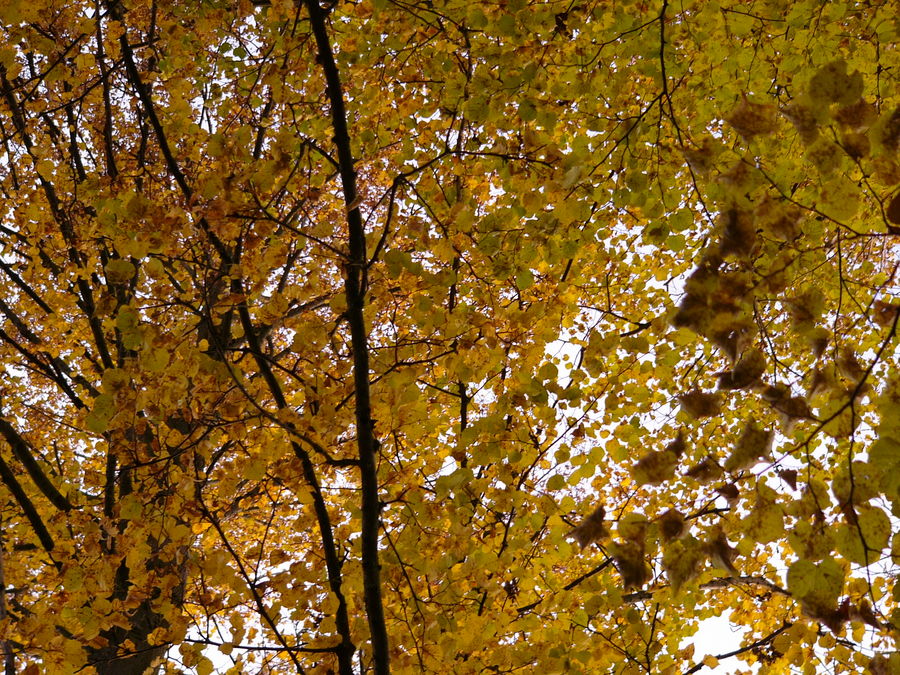 Kapillaren des Herbstes