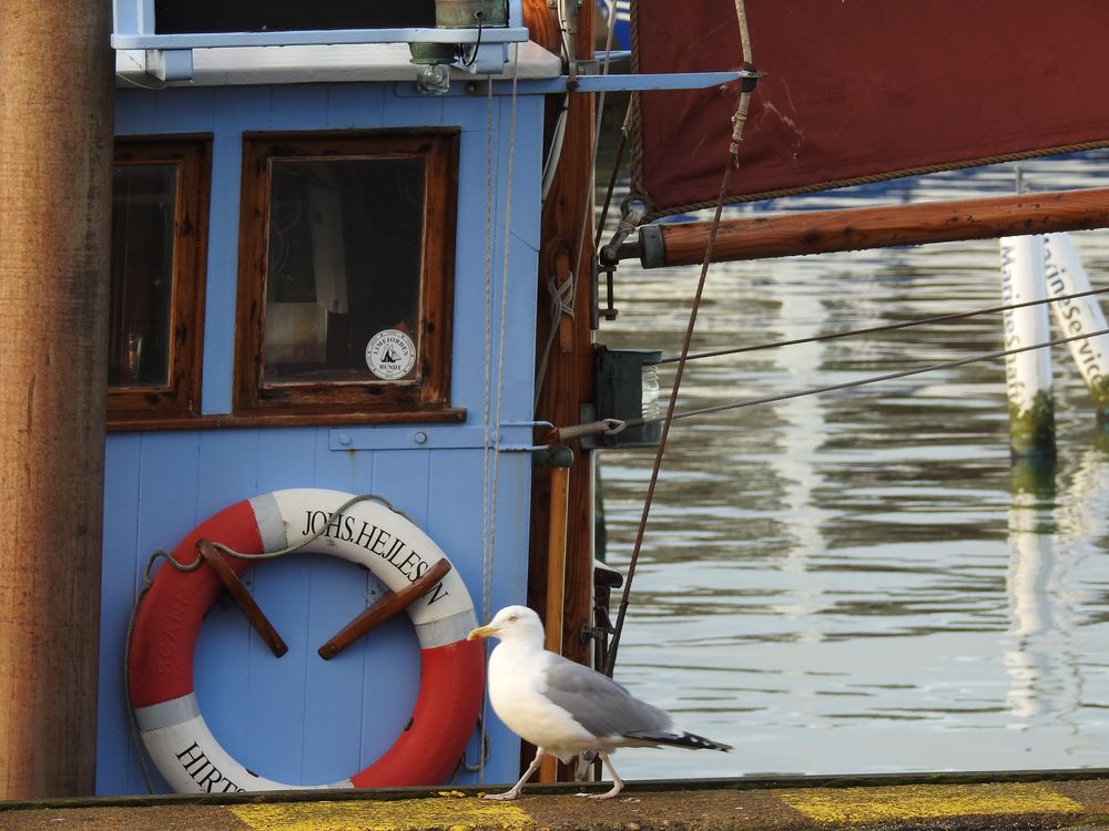 Kapitän an Bord! Foto & Bild