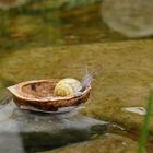 Kapitän Cochlea auf großer Überfahrt