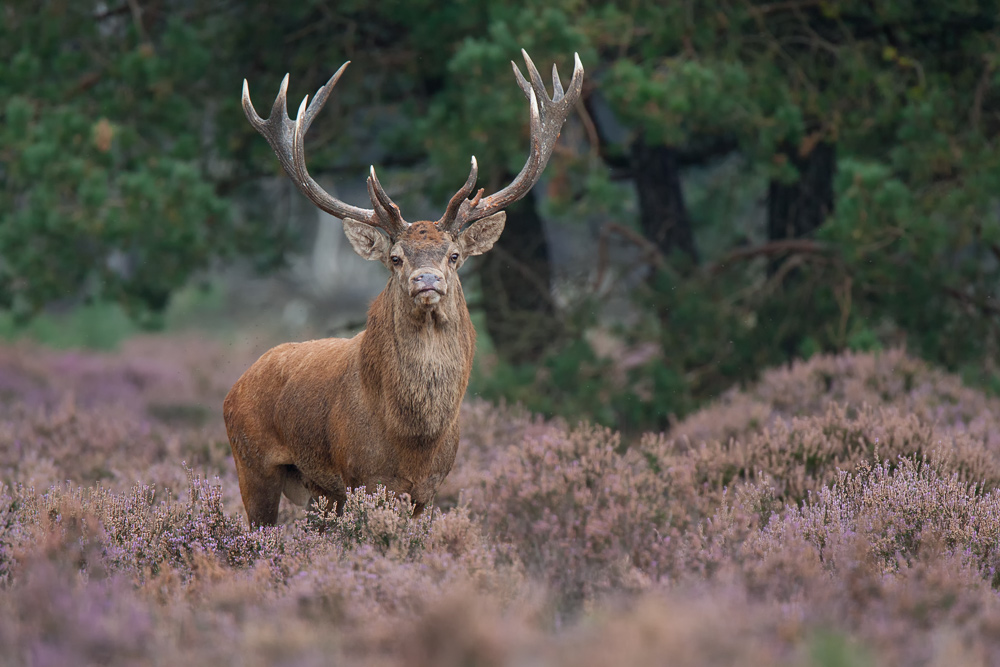 kapitale Herrscher im Hoge Veluwe