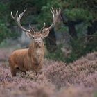 kapitale Herrscher im Hoge Veluwe