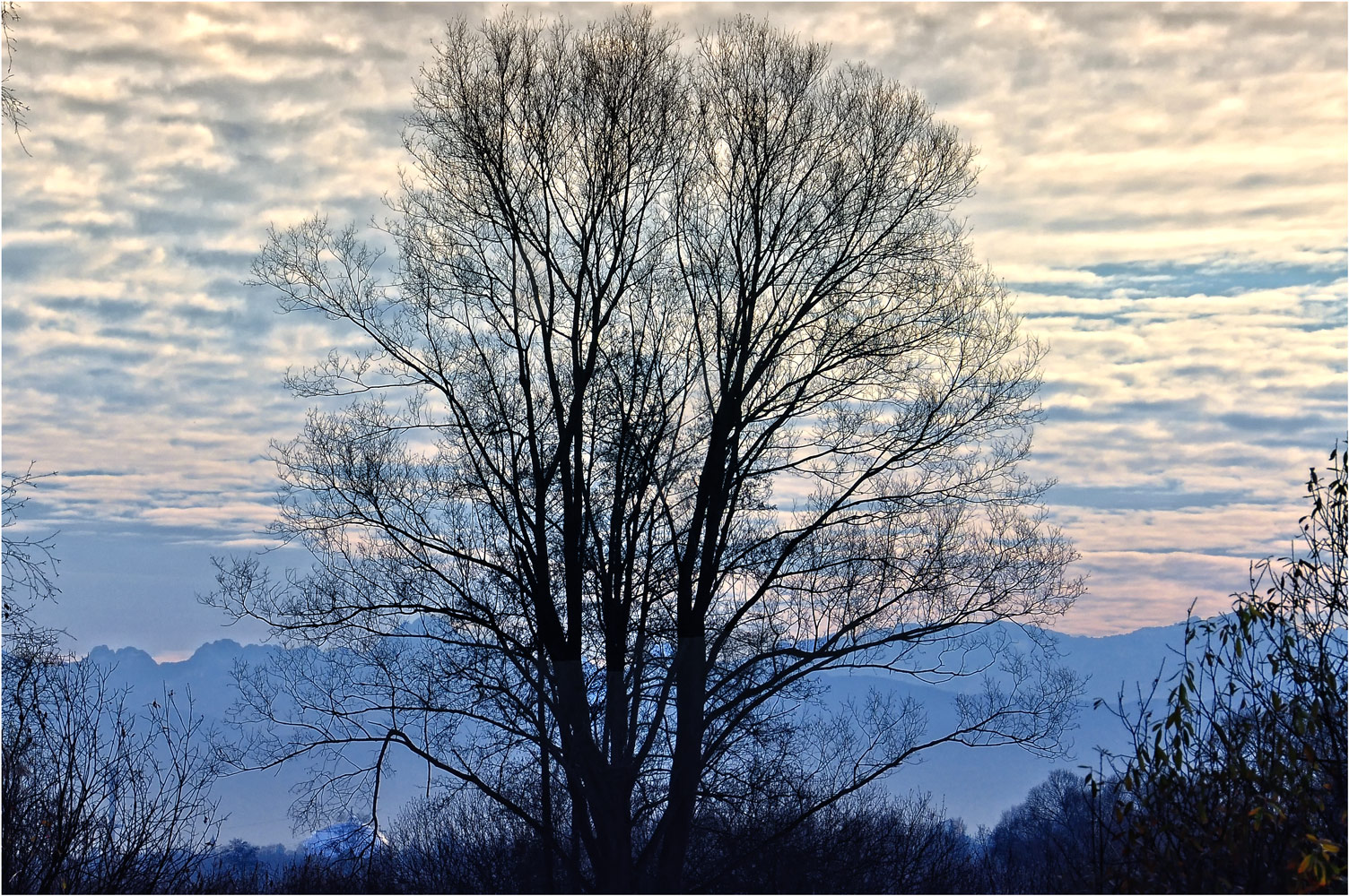 KAPITALER BAUM