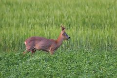 Kapitaler Bock