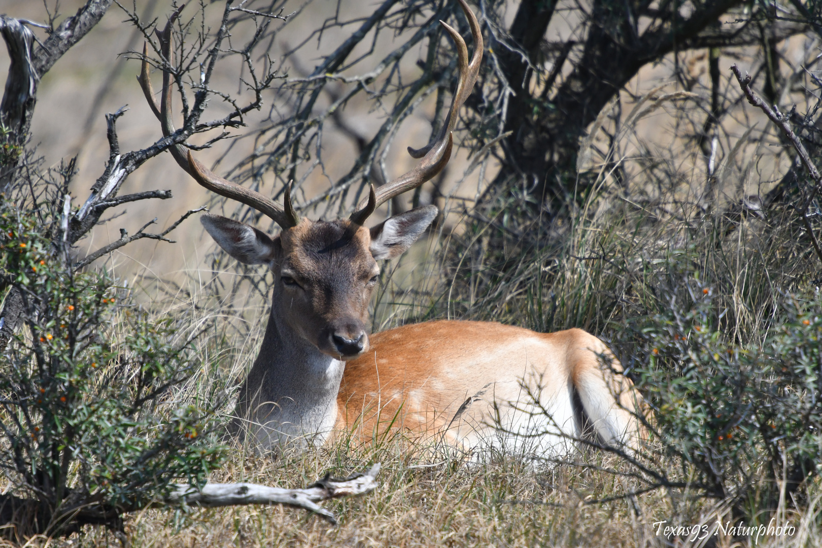 Kapitaler Damhirsch