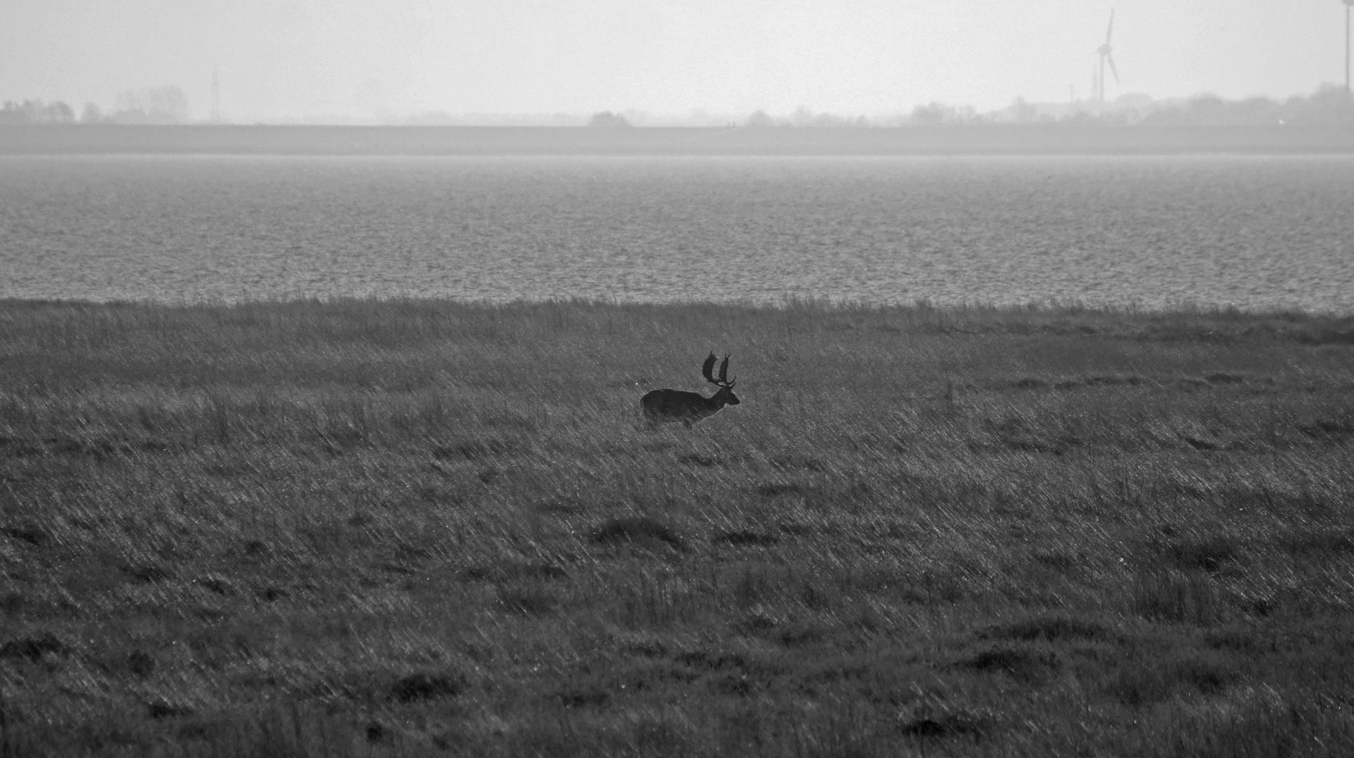 Kapitaler Damhirsch in den Salzwiesen