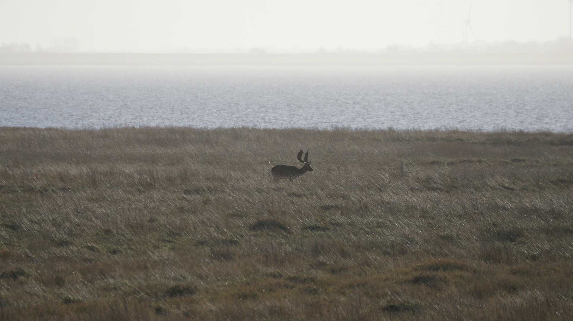 Kapitaler Damhirsch in den Salzwiesen