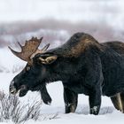 Kapitaler Elchbulle im Yellowstone - NP