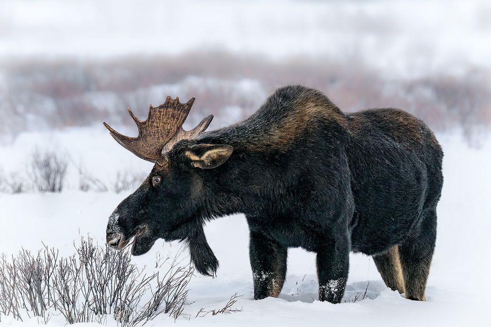 Kapitaler Elchbulle im Yellowstone - NP