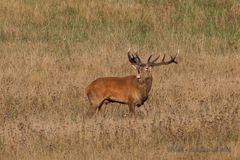 Kapitaler Hirsch