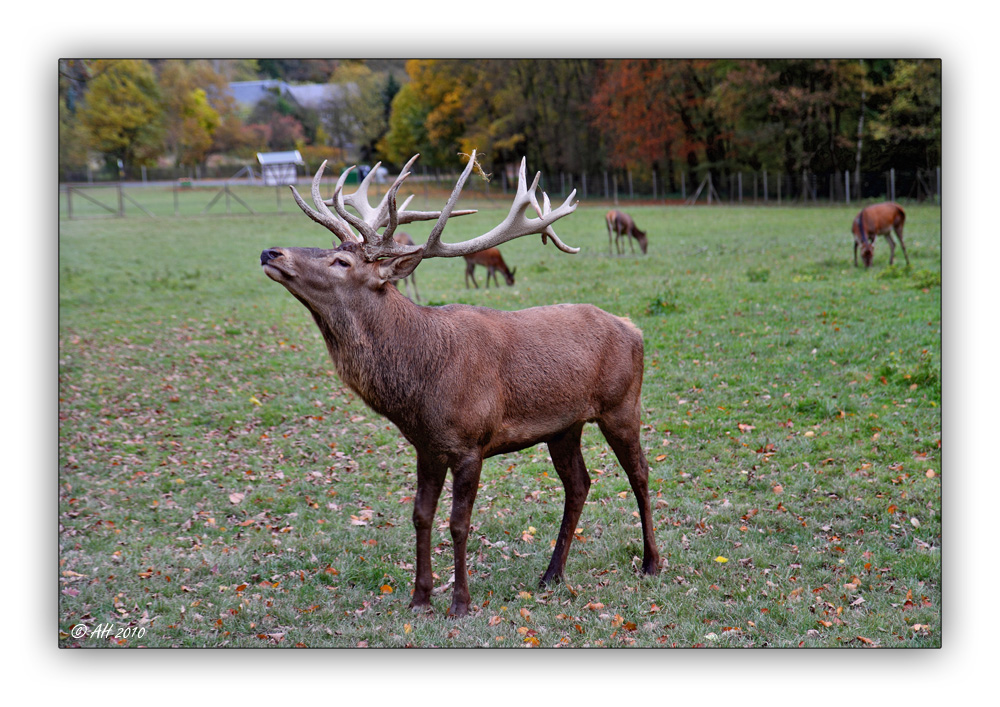 Kapitaler Hirsch