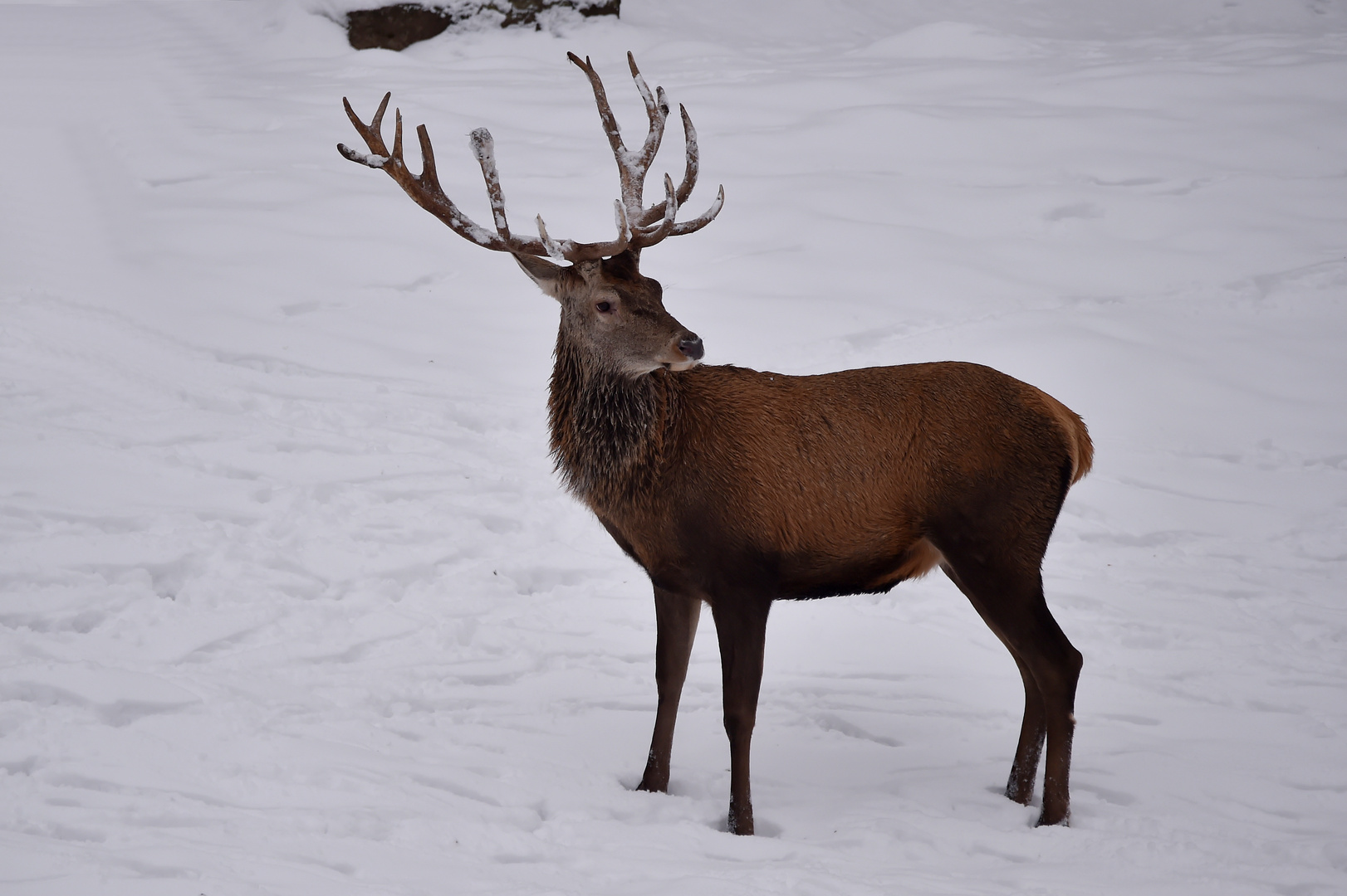 Kapitaler Hirsch