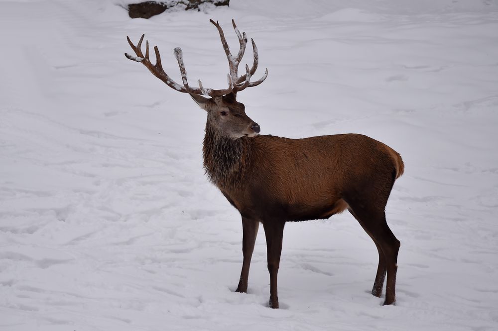 Kapitaler Hirsch Foto &amp; Bild | natur, tiere, wildlife Bilder auf ...
