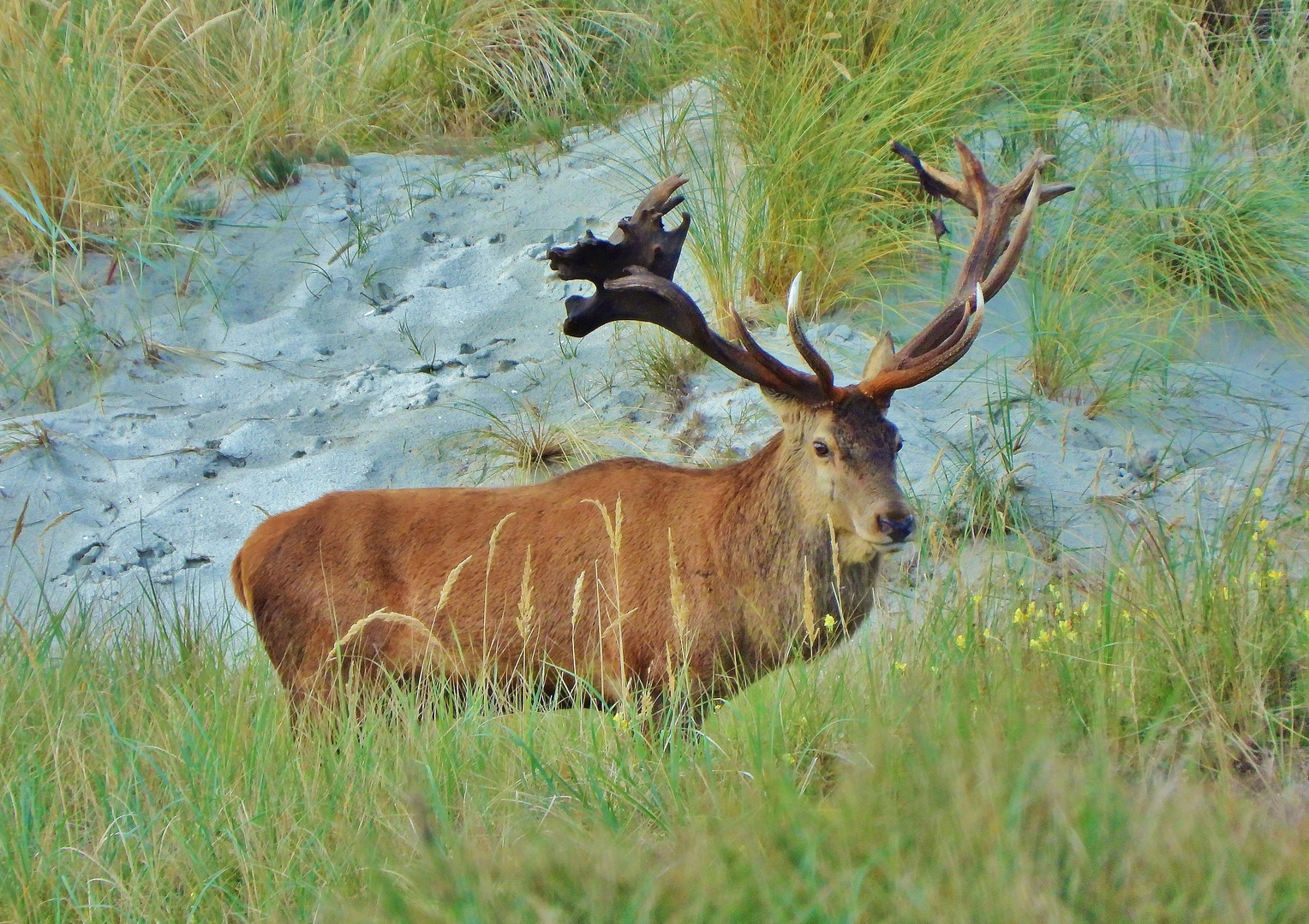 Kapitaler Hirsch am Darsser Ort