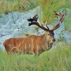 Kapitaler Hirsch am Darsser Ort