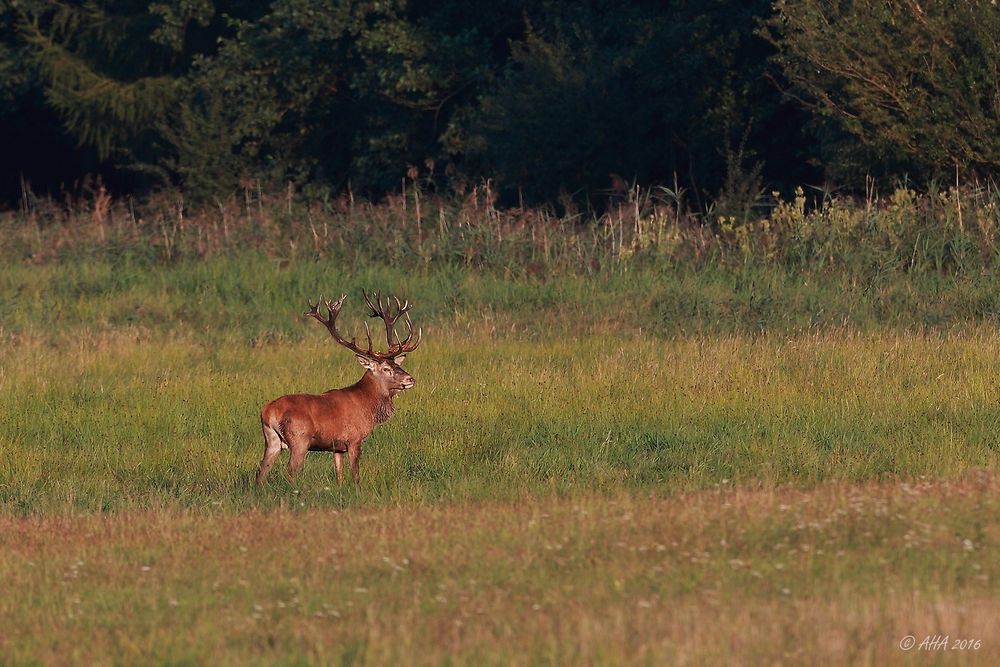 Kapitaler Hirsch