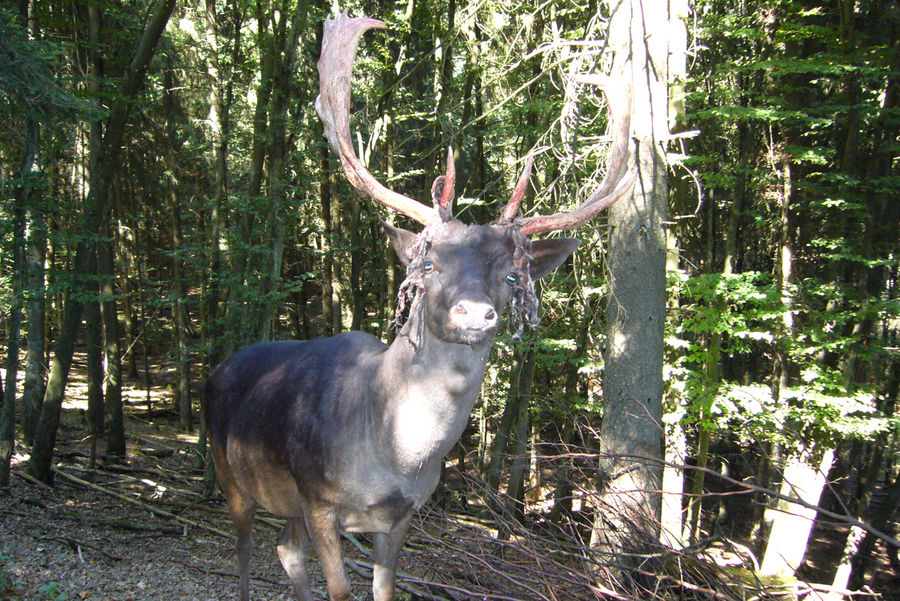 Kapitaler Hirsch