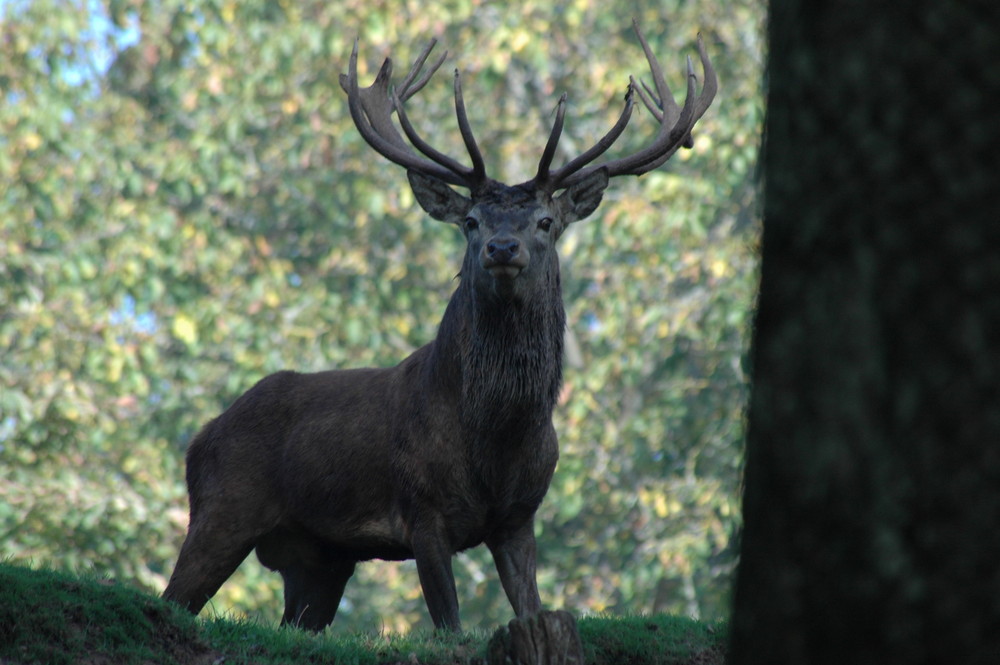 Kapitaler Hirsch