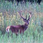 Kapitaler Hirsch im Bast