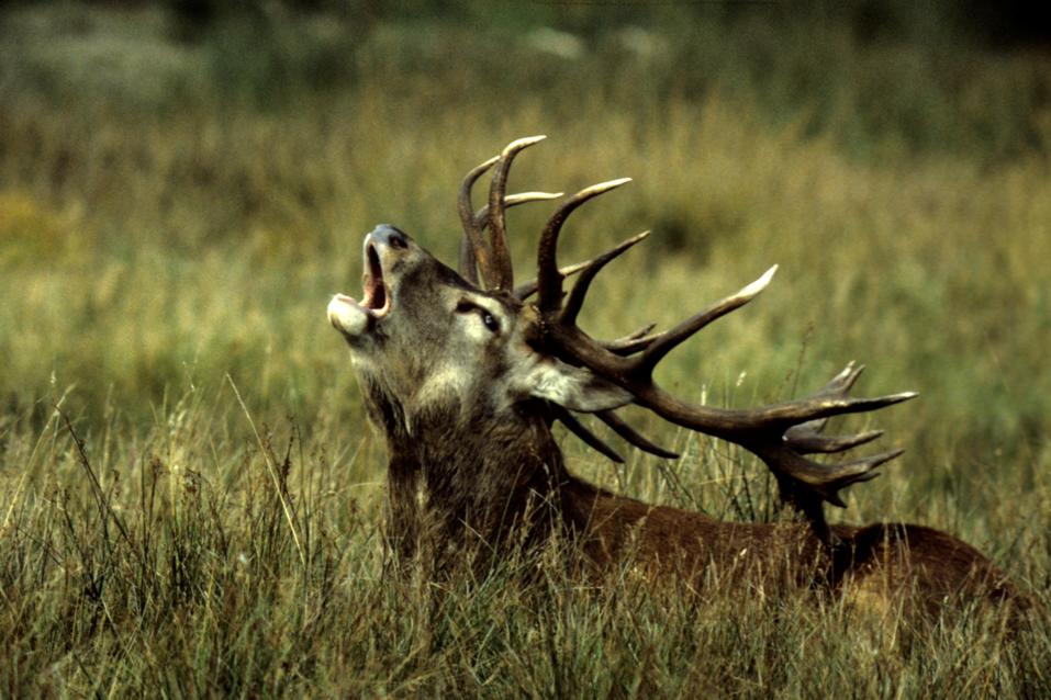 Kapitaler Hirsch im Harz am Röhren