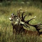 Kapitaler Hirsch im Harz am Röhren