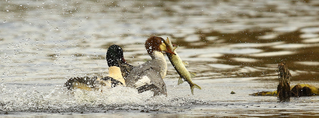 kapitaler Junghecht für die Gänsesäger