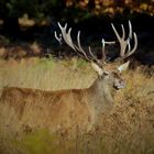 Kapitaler Rothirsch im Richmond Park