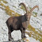 Kapitaler Steinbock bereits im Winterkleid