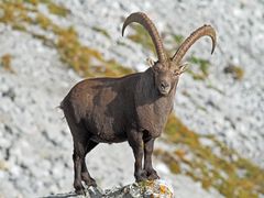 Kapitaler Steinbock bereits im Winterkleid