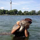 Kapitaler Wels in der Alten Donau - iPhone-Foto