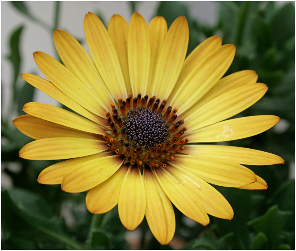 Kapkörbchen Foto & Bild pflanzen, pilze & flechten, blüten