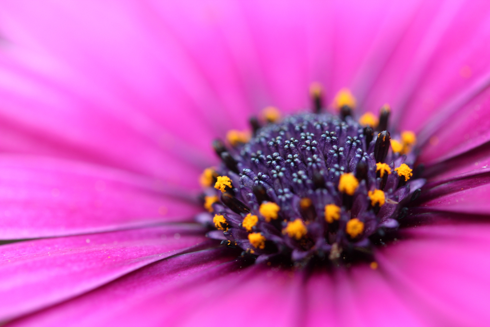 Kapkörbchen Blüte II