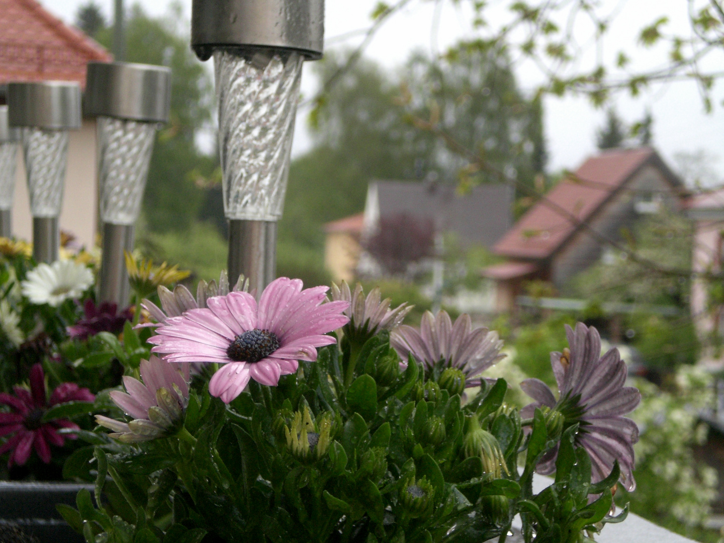 Kapkörbchen im Frühling