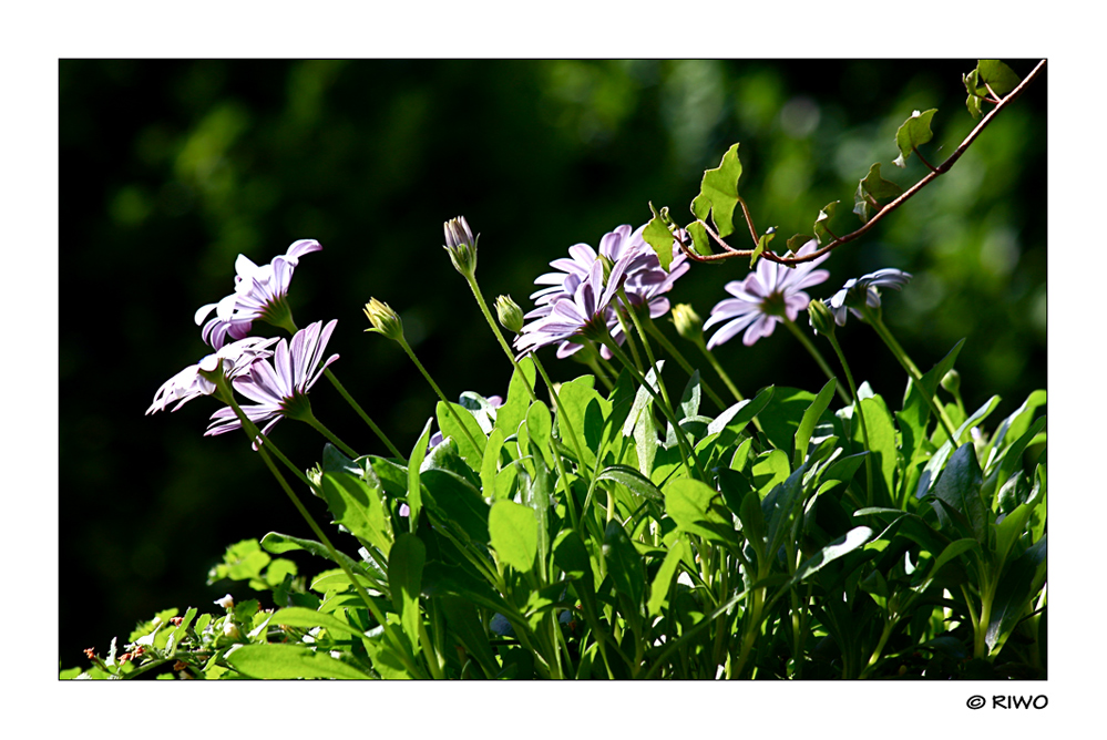 Kapkörbchen in unserem Garten....