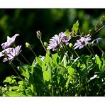 Kapkörbchen in unserem Garten....