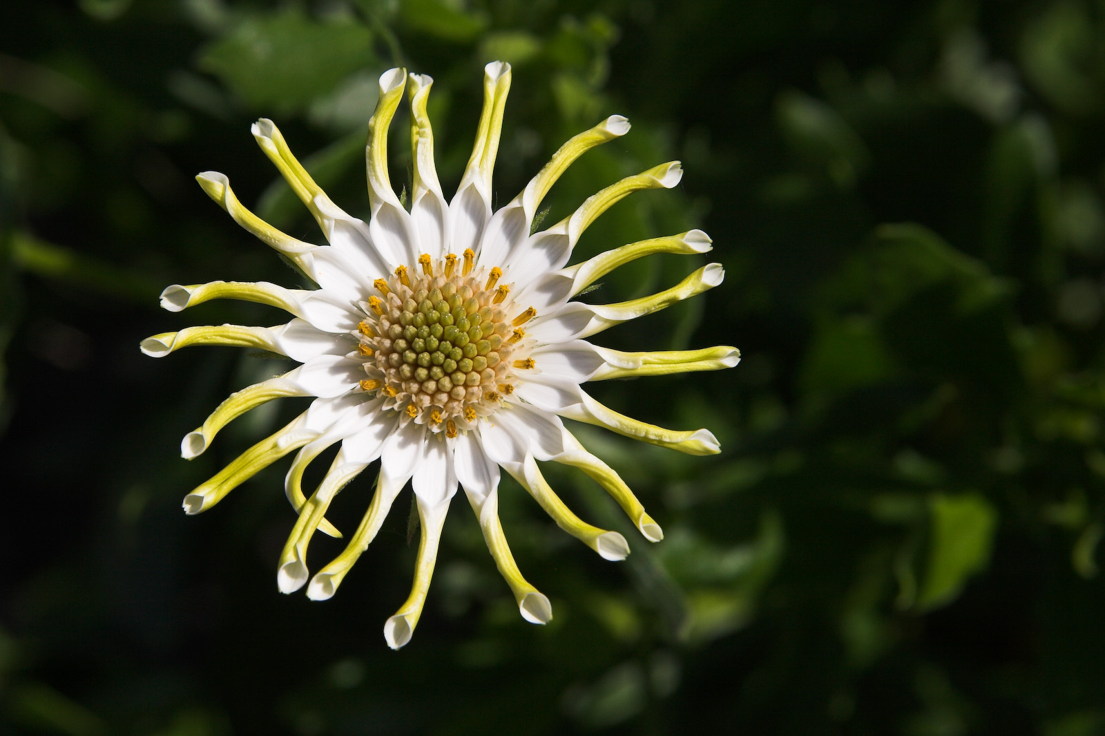 Kapkörbchen in unserem Garten