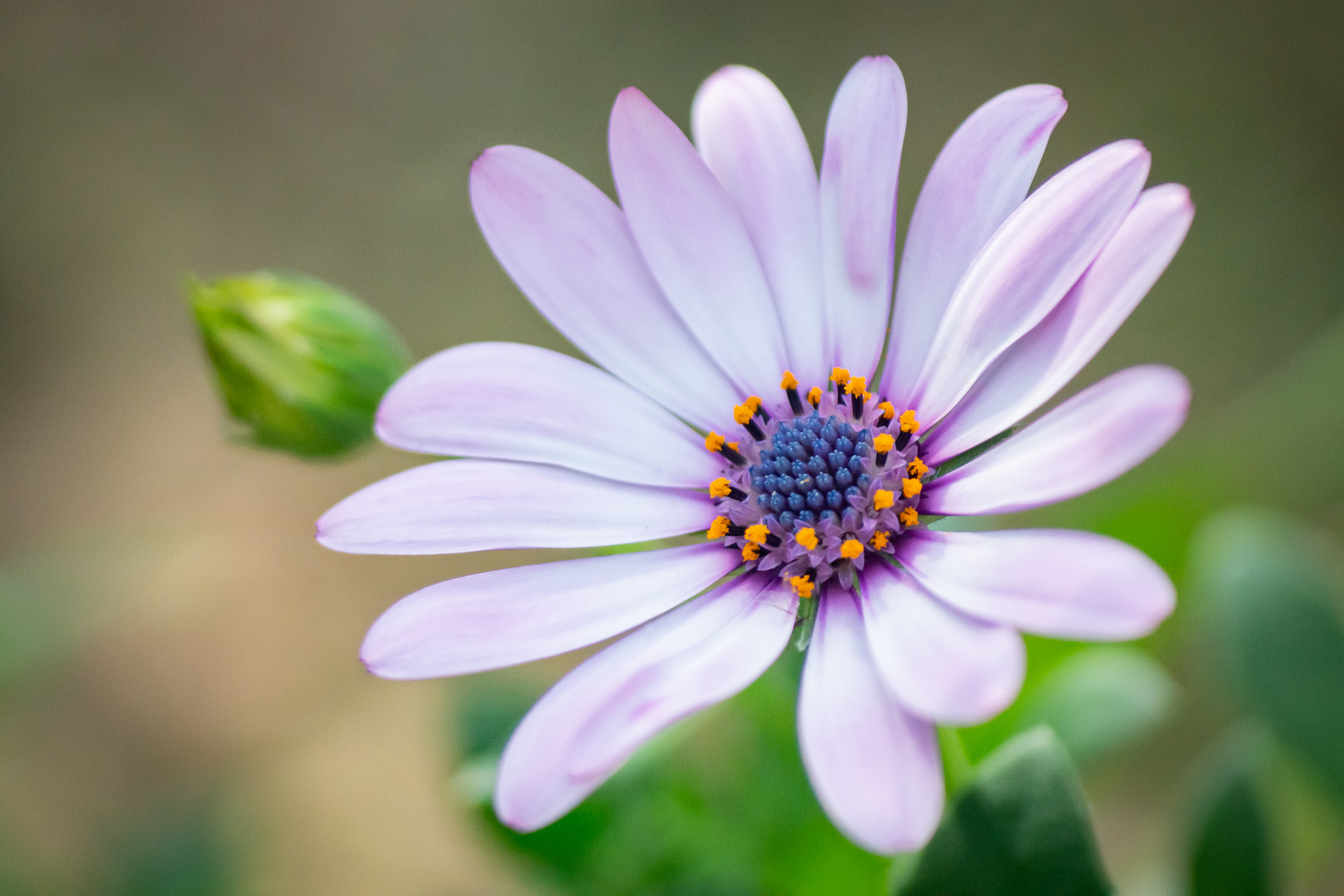 Kapkörbchen (Osteospermum)