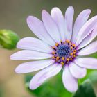 Kapkörbchen (Osteospermum)