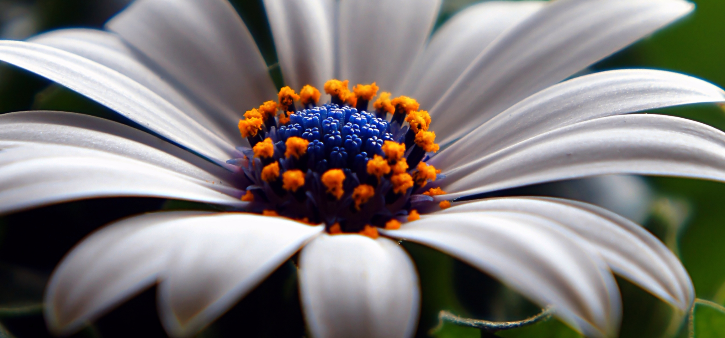 Kapkörbchen, Osteospermum