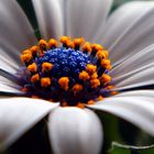 Kapkörbchen, Osteospermum