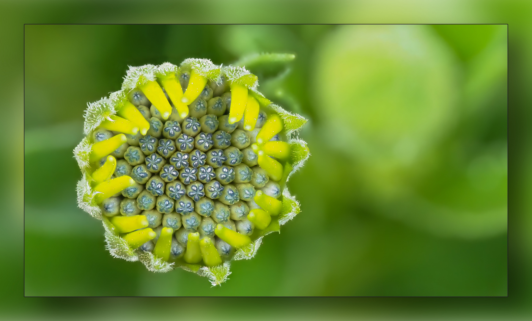 Kapkörbchen (Osteospermum)