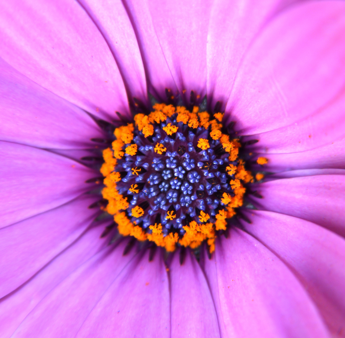 Kapkörbchen (Osteospermum barberae)