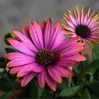 Kapkörbchen (Osteospermum)...