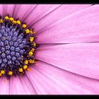 Kapkörbchen "Osteospermum ecklonis"