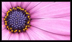 Kapkörbchen "Osteospermum ecklonis"