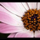 Kapkörbchen "Osteospermum ecklonis"