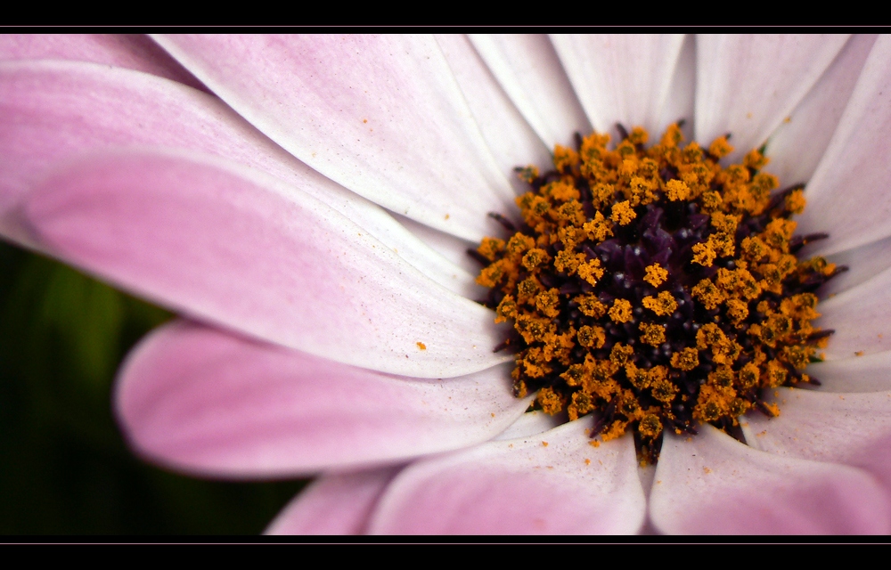 Kapkörbchen "Osteospermum ecklonis"